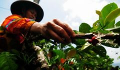 Kopi Bubuk Tradisional mbah Kamsih desa Indrokilo Ungaran…….