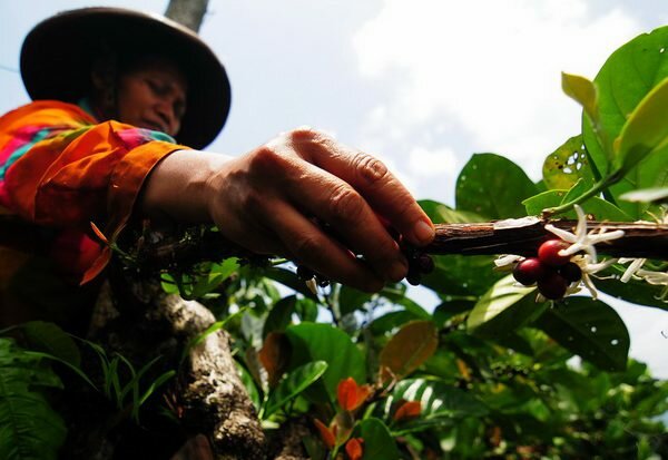 Kopi Bubuk Tradisional mbah Kamsih desa Indrokilo Ungaran…….