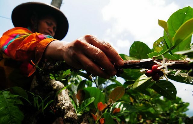 Kopi Bubuk Tradisional mbah Kamsih desa Indrokilo Ungaran…….
