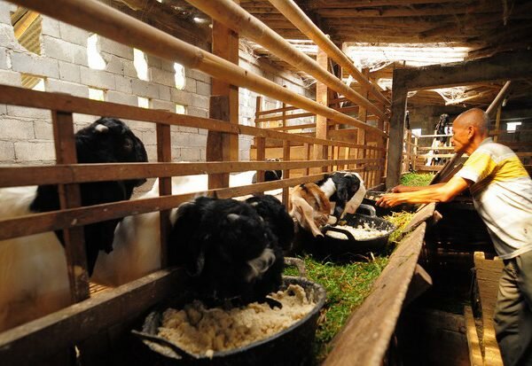 Produk peternak “KAMBING ETAWA UNGGULAN”……