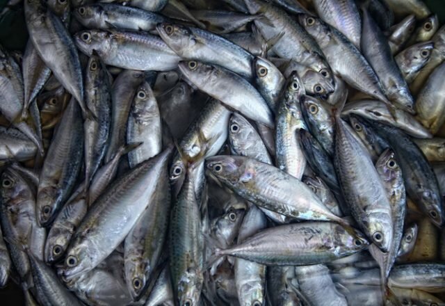 Ikan ikan