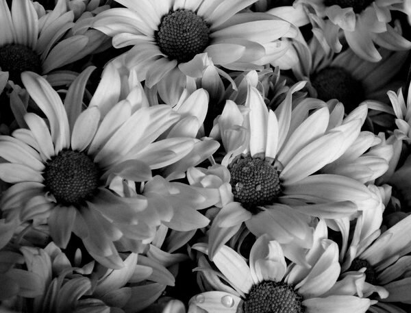 Photography Quotes by Dominic Rouse