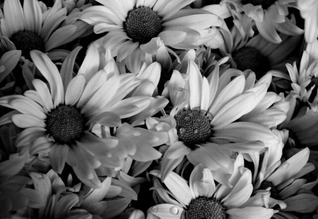 Photography Quotes by Dominic Rouse